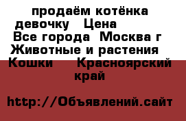 продаём котёнка девочку › Цена ­ 6 500 - Все города, Москва г. Животные и растения » Кошки   . Красноярский край